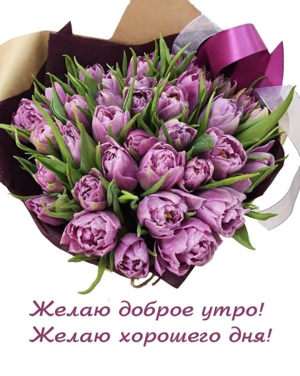 пионовидные тюльпаны сиреневые