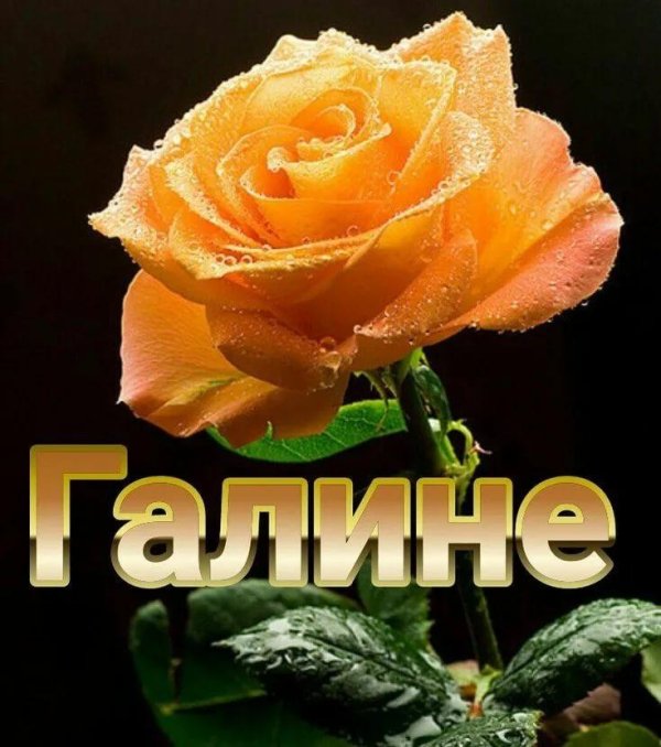 цветы для галины