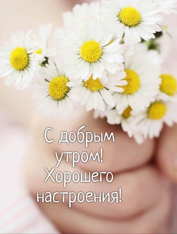 нежные ромашки