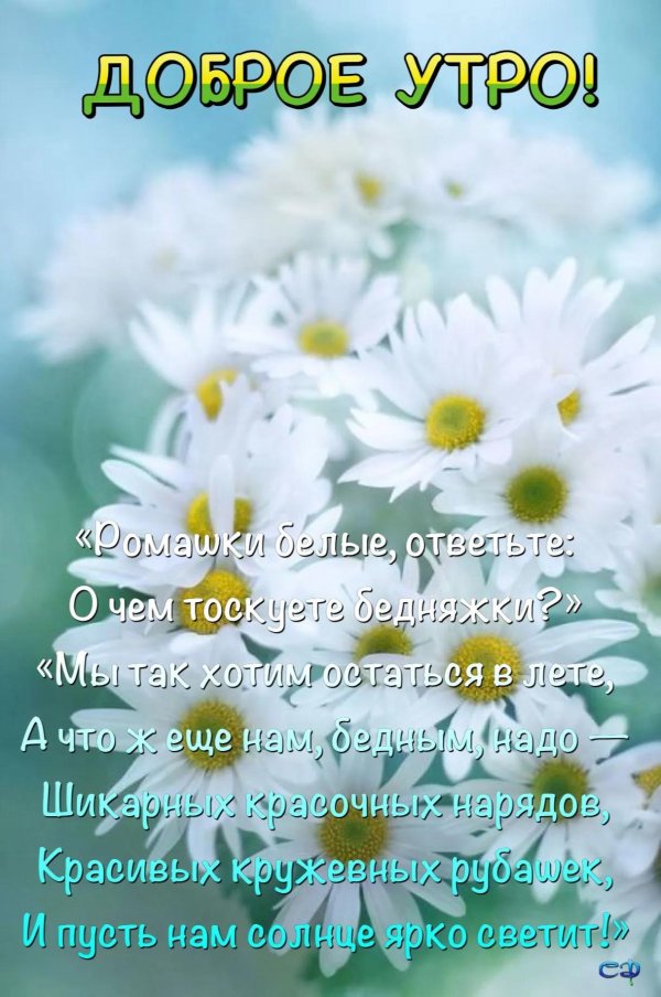 ромашка красивая