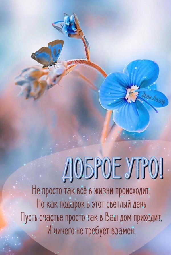 доброе утро незабудки