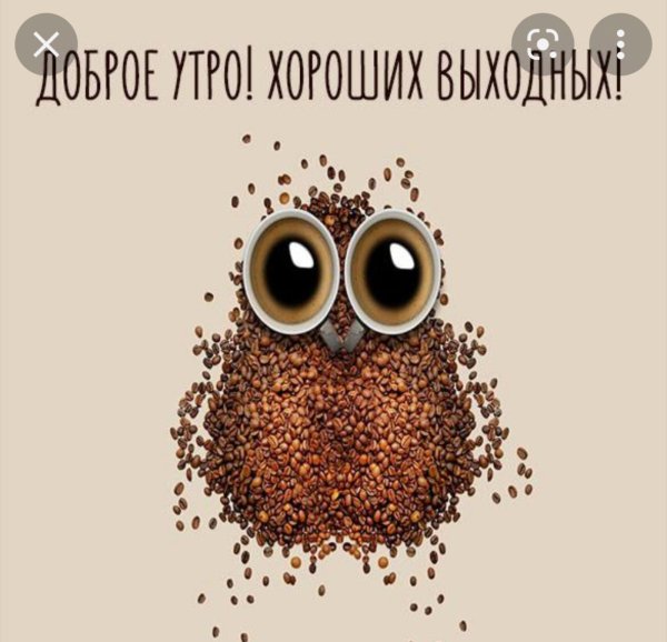 кофейная сова