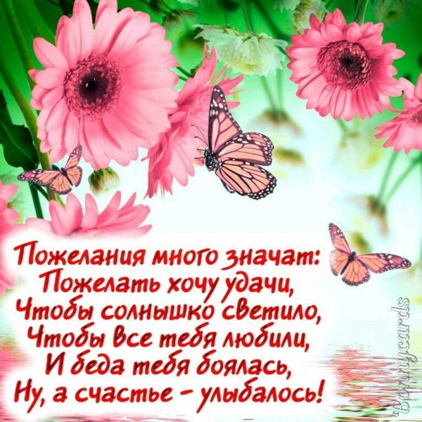 гербера розовая ксанаду