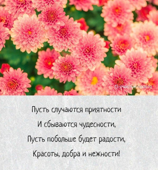 фон хризантемы