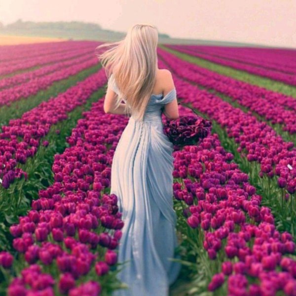 поле тюльпанов