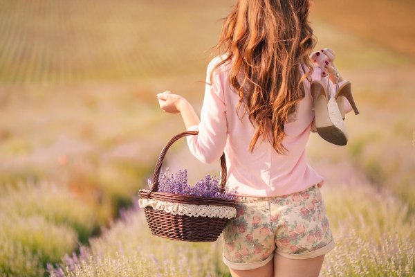 поле лаванда