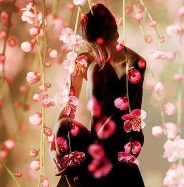 розовые цветы