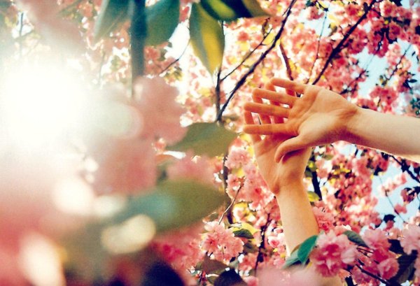 сакура на руке