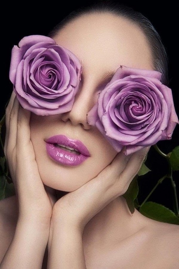 роза сиреневая