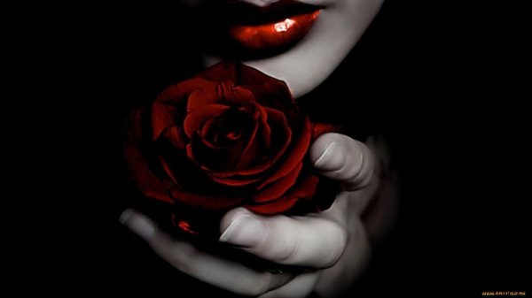 черно красная роза