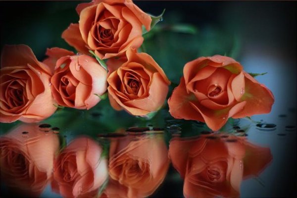 роза оранжевая