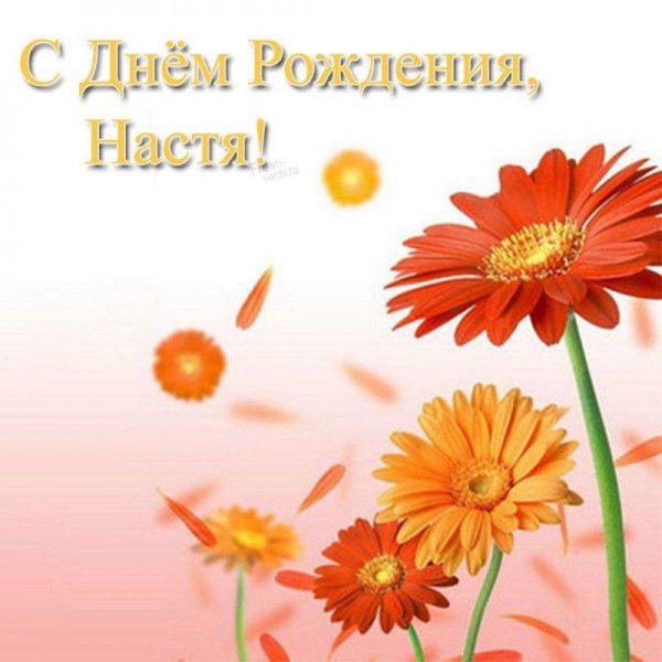 цветок гербер