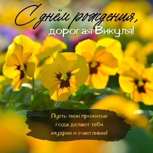 желтая виола анютины глазки