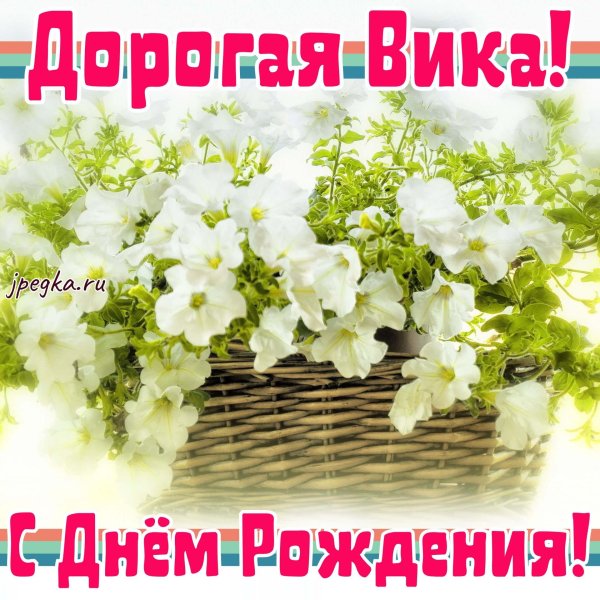 петуния мими лучиана