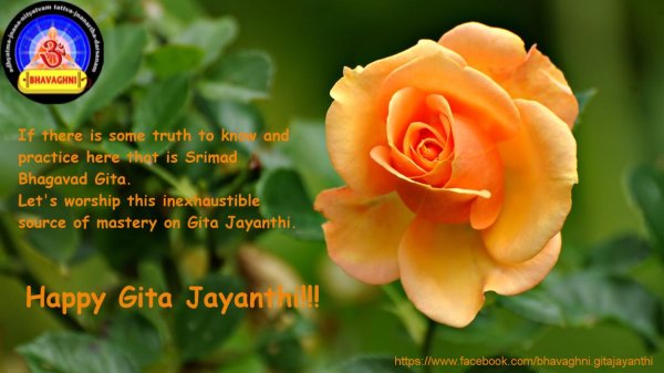 роза оранжевая