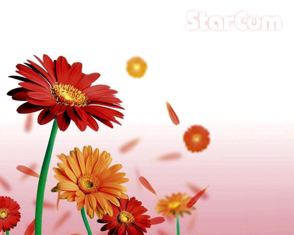 красные герберы