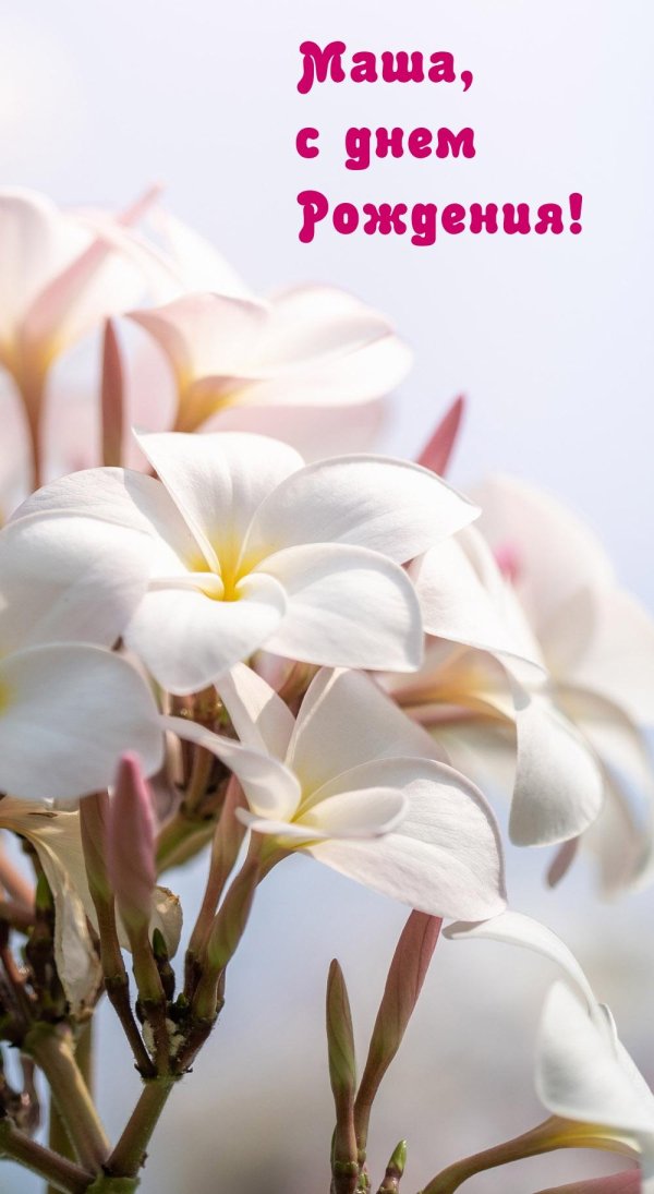 плюмерия франжипани