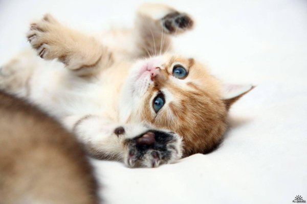 котенок красивый