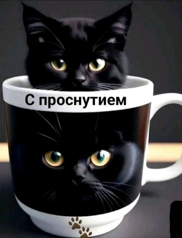 с добрым утром черный кот
