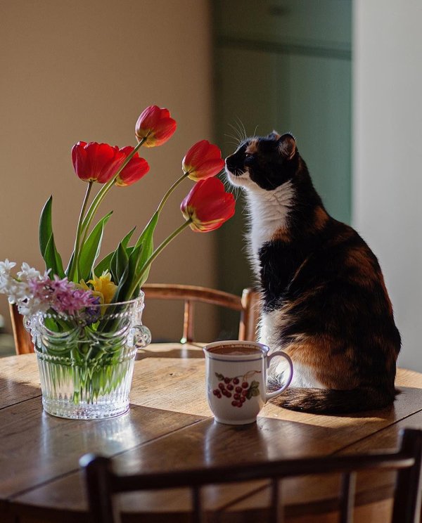 чай уют кот