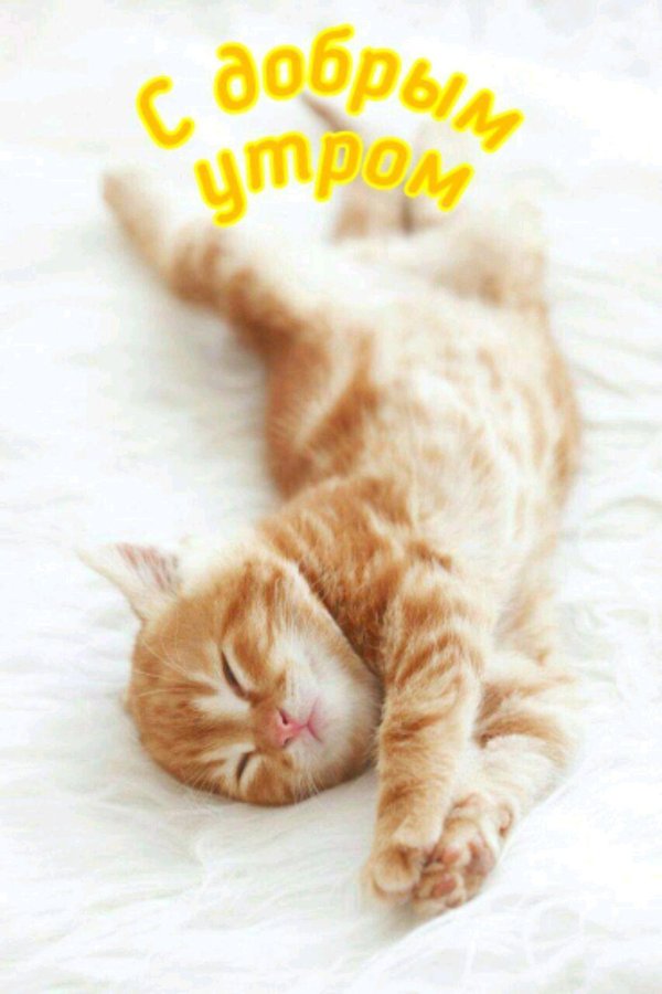 спящий рыжий котенок