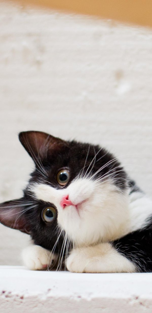 рагамаффин биколор