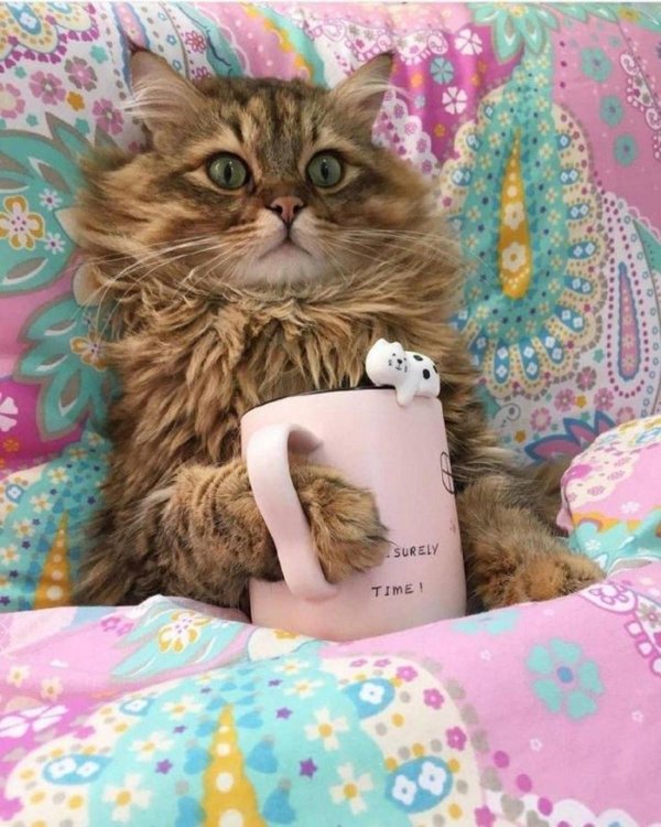 утренние котики