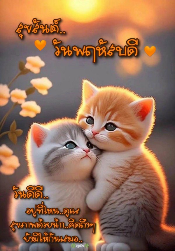 очаровательные котята