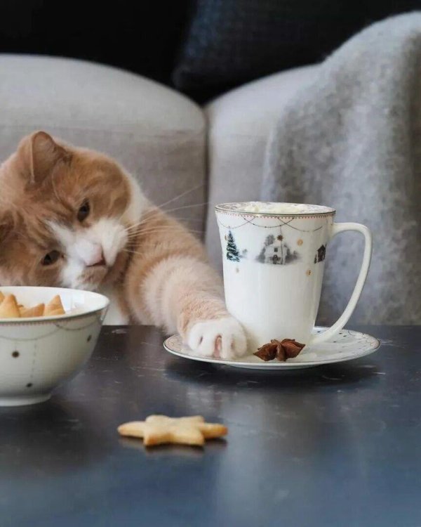 кошка и кофе