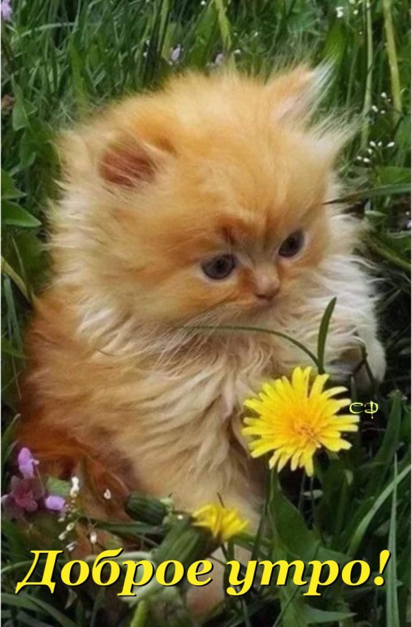 пушистые котята