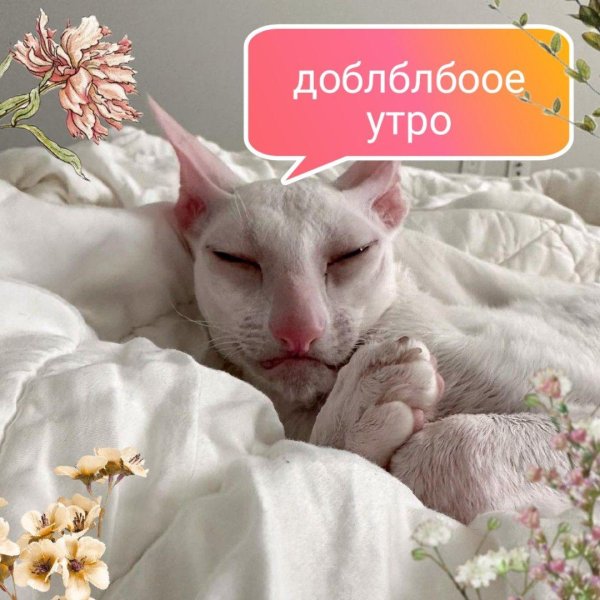 доброе утро для поднятия настроения