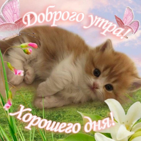 доброе утро милые животные