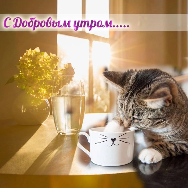 доброе утро