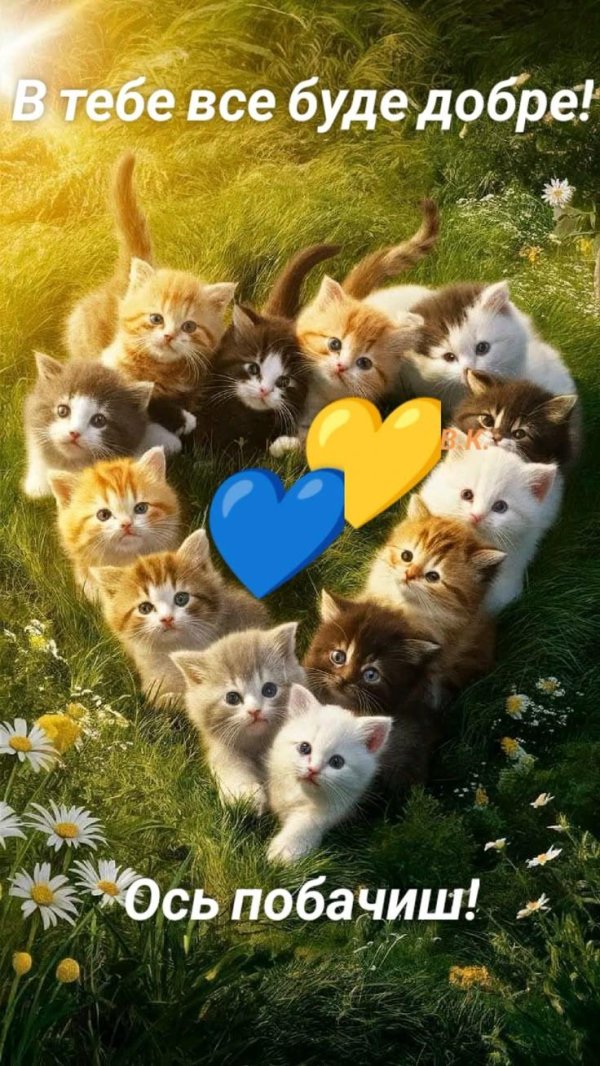 очаровательные котята