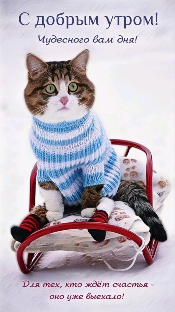 доброе зимнее утро котики