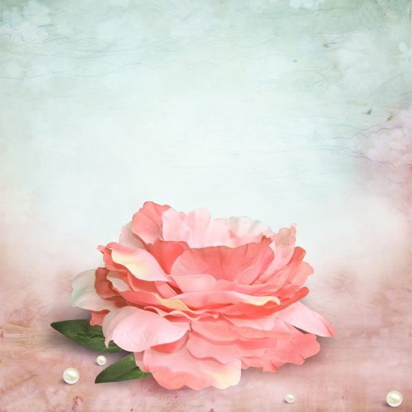 цветочные фоны