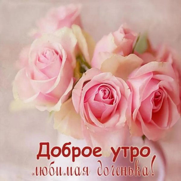 роза нежная