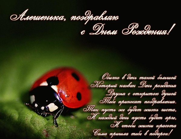 божие коровки