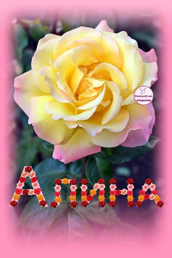 роза амбианс