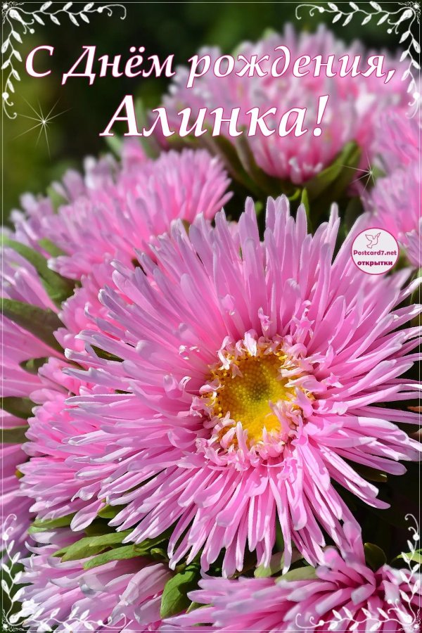 астра коготковая