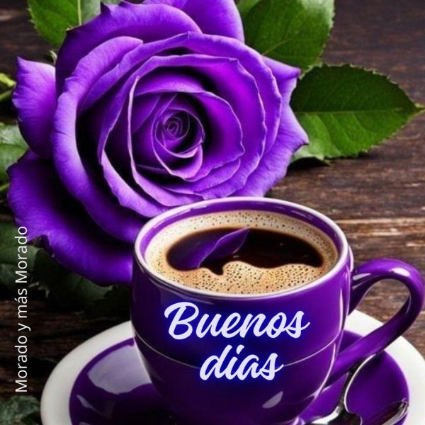 фиолетовая роза