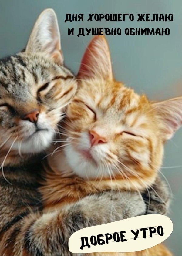 кошки обнимашки