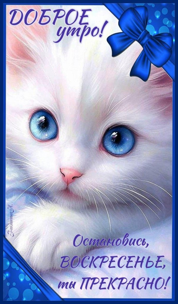 красивые котики