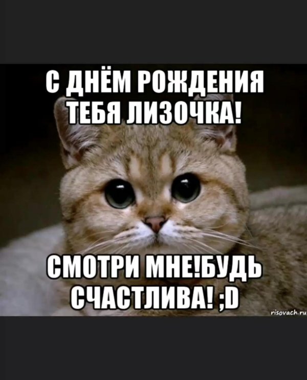 кот пидрила