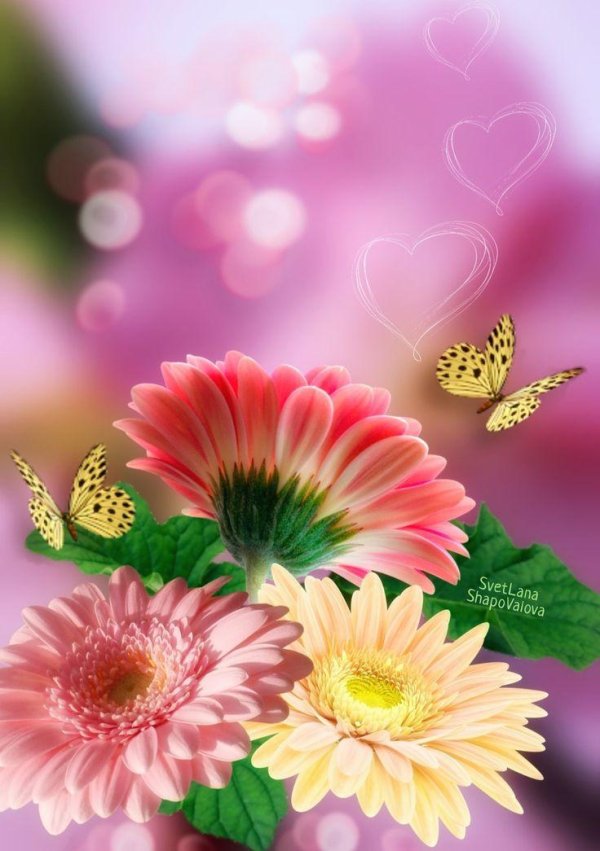 герберы и бабочка