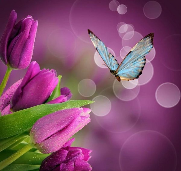 весна тюльпаны