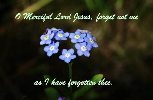 forget me not