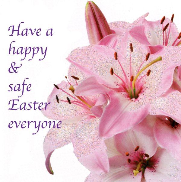 розовая лилия