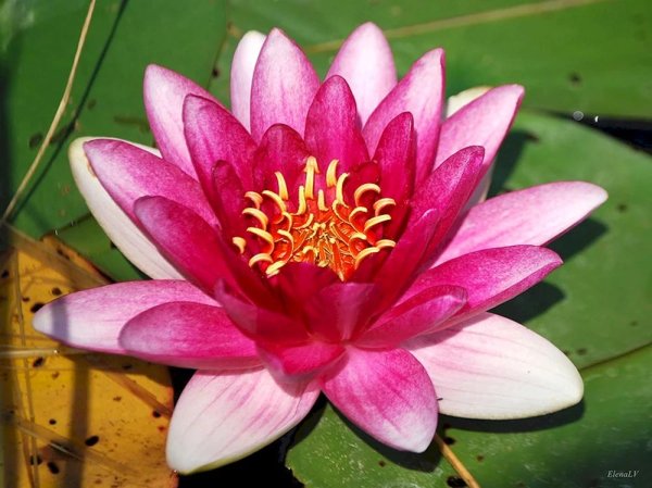 цветки лотоса