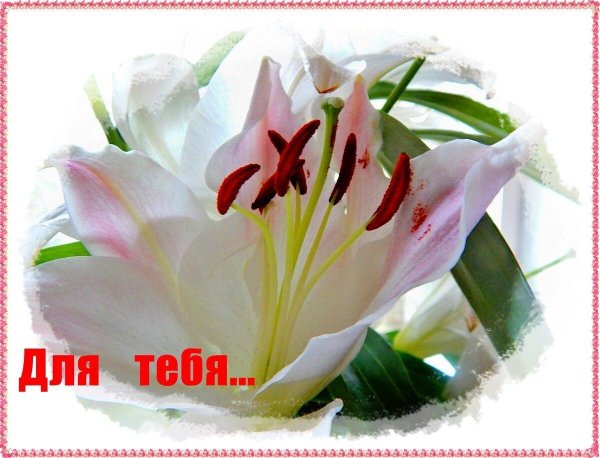 цветы для лилии